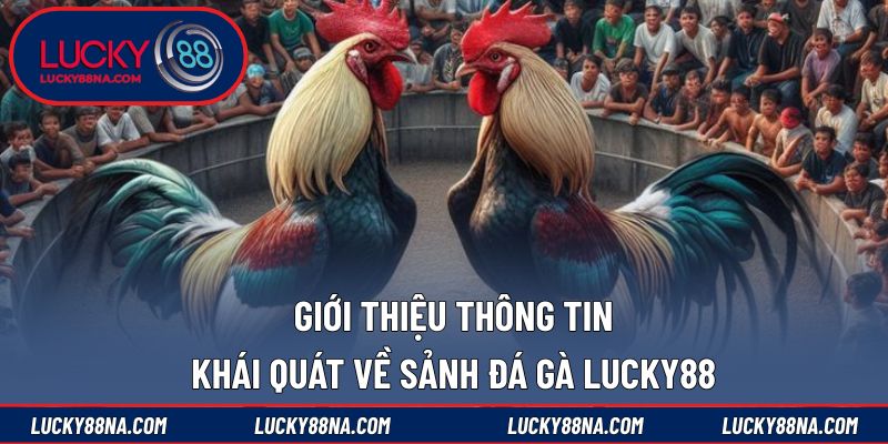 Giới thiệu thông tin khái quát về sảnh đá gà LUCKY88